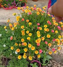 Biji benihnya kecil seperti biji benih sawi. Ada Soalan Kak Kenapa Ros Jepun Saya Rose Jepun Laila Facebook