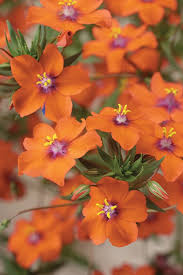 Image result for Anagallis elegantula