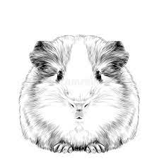 We would like to show you a description here but the site won't allow us. Guinea Pig Stock Illustrations 1 442 Guinea Pig Stock Illustrations Vectors Clipart Dreamstime