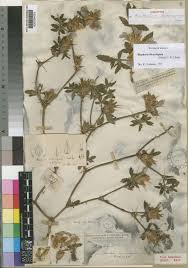 Image result for Blepharis diversispina