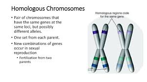 The amoeba was first discovered by august von rosenhof in 1757. Mendelian Genetics And Heredity Ppt Download