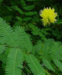 Image result for Neptunia oleracea