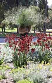 21 Ideas Landscaping Ideas Front Yard Australia Drought Tolerant For 2019 Australian Garden Native Garden Australian Native Garden