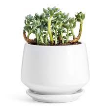 We include this helpful table so that you can easily go to the one you want to learn more about. Potey Ceramic Plant Pot Flower Planters 5 9 With Drainage Hole Saucer Medium Pots For Indoor Plant Enough Space Shiny White Buy Online In Belize At Belize Desertcart Com Productid 142538821
