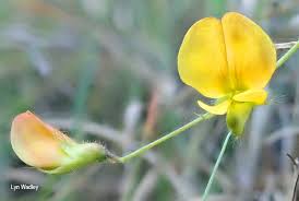 Image result for Rhynchosia luteola