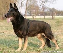 They were developed from the 1930's onwards to cope with harsher cold climates and to overcome the hip and joint problems that their parent dog, the german shepherd, was prone towards. East European Shepherd German Shepherd Dogs Black German Shepherd Dog Shepherd Dog