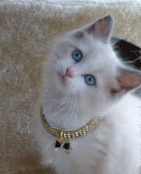 Oregon ragdolls kittens are registered with the international cat association (tica) as purebred ragdolls. Ocean Ragdoll Kitten Of The Month