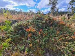 Kommunen fikk sine nåværende grenser i 1962, da brandbu ble slått sammen med gran. Mandag 05 10 20 Omradet Bleiken Gran Kommune