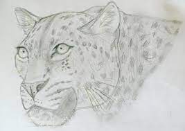 pin on animaldrawing