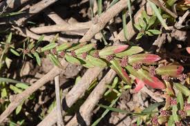 Image result for Ammannia aegyptiaca