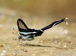 Footage by kazuo unno (rt @centerforbiodiv ) 2k2k. Green Dragontail Butterfly Lamproptera Meges Inaturalist