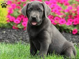 Maybe you would like to learn more about one of these? Charcoal English Lab Not Sure If F Or M Funny Animal Videos Charcoal Lab Funny Animals