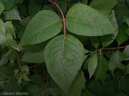 Image result for Anacardiaceae
