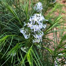 Image result for Cyanastrum johnstonii