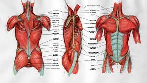 Muscles in human body video lesson by drawing academy drawing. Torso Muscle Anatomy Drawing Free Image Download