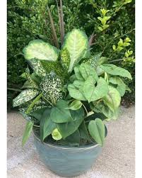 Maybe you would like to learn more about one of these? Best Sellers Flowers Delivery Huntsville Al Albert S Flowers
