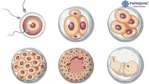 Image result for Embryo Development