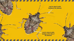 Check spelling or type a new query. Eww The Brown Marmorated Stink Bug 30 Sec Youtube