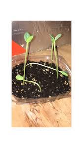 We did not find results for: Are My Watermelon Seedlings Dying