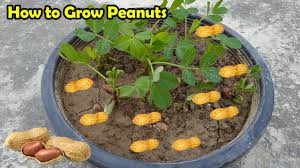'jumbo virginia,' 'tennessee red valencia' 'early spanish' how to plant peanuts. How To Grow Peanuts At Home Growing Peanuts In Pots Youtube