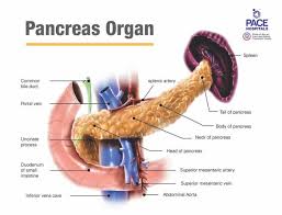 Image result for pancreas location