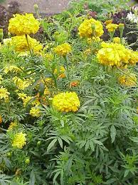 Image result for Tagetes patula