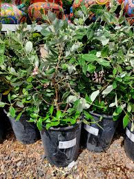 Image result for Feijoa sellowiana