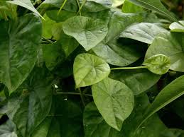 We did not find results for: Aknadi Or Snake Vine Stephania Japonica