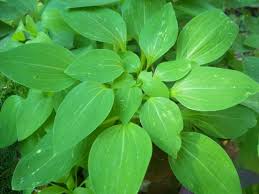 Image result for Alstroemeria pulchella