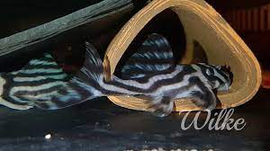 Welse, silurifọrmes, ordnung der knochenfische mit etwa 32 familien und rd. Alex Welse Und Co Home Facebook