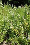 Image result for Clinopodium simense
