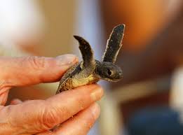 Half Of Dead Baby Turtles Found By Australian Scientists Have Stomachs Full Of Plastic The Independent The Independent