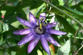 Pasiflora Ve Valerian Ne Ise Yarar Petra Green Farma Passion Flower Most Beautiful Gardens Flower Essences