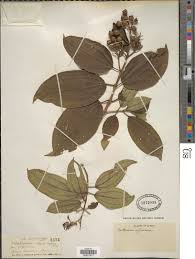 Image result for Dichaetanthera