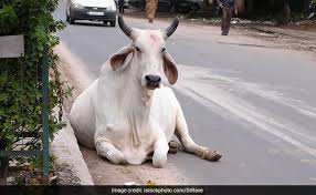 It is not valid to sacrifice a fish, horse, deer or chicken, because one of the conditions of sacrifice is that it must be one of the an'aam animals, which are camels, cattle and sheep of all kinds, because allaah says (interpretation of the. Bakra Eid 2017 Qurbani Of Cow Buffalo Camel Ox On Eid Ul Adha To Invite Gangsters Act