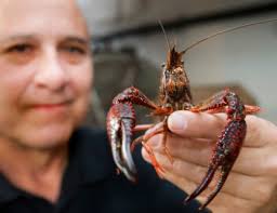 Louisiana Crawfish Season in Deep Freeze : Gulf Seafood News