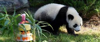 Un panda sauvage observé dans l'aire expérimentale de la réserve naturelle de baishuijiang. Beauval Le Bebe Panda Yuan Meng Fete Son Premier Anniversaire Le Point