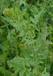Image result for Sisymbrium burchellii