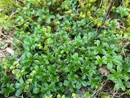 Image result for Alchemilla ellenbeckii