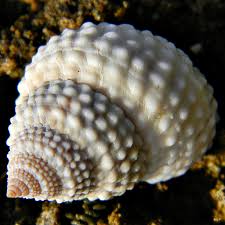 Image result for Pycreus muricatus