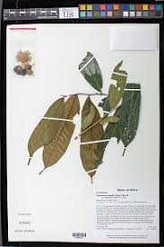 Image result for Scytopetalum pierreanum