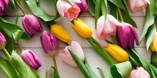 Maybe you would like to learn more about one of these? All Things Tulips Publix Super Market The Publix Checkout