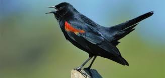 Sound Of Birds Chirping In The Morning Mp3 Free Download Rooster Crowing In The Morning Free Sound Effects Animal Sounds