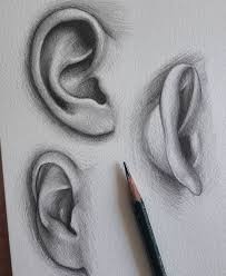 Nina S Naidu Md Facs Plastic Surgery Nyc In 2020 How To Draw Ears Drawings Art Tutorials
