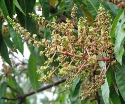 Image result for Mangifera indica