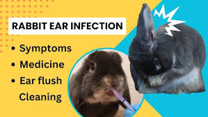 Image result for scabies rabbits ears