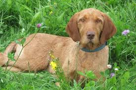 Image result for maďarský ohař drátosrstý