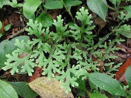 Image result for Selaginellaceae