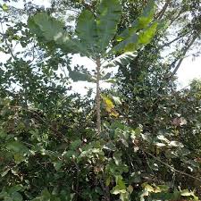 Image result for Anthocleista