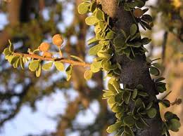 Image result for Maerua duchesnei